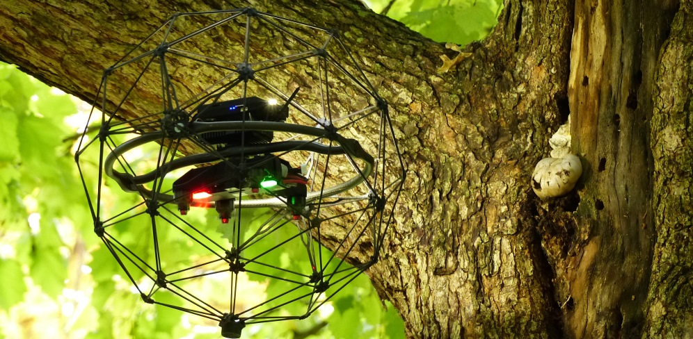 Baumkontrolle per Drohne