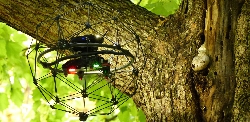 Baumkontrolle per Drohne